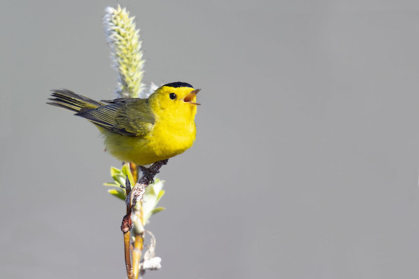 Wilson's Warbler